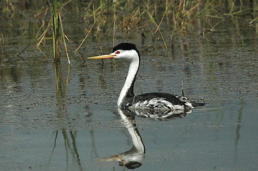 Grebe, Clark's, 2005-06011008 Bear River MBR, UT.jpg